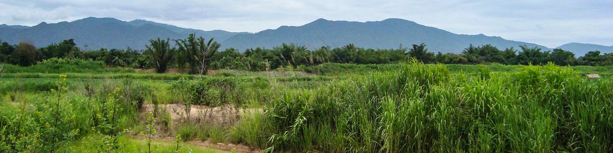 Thoeng, Chiang Rai, Thailand: Great farming opportunity: rubber, palm oil, livestock