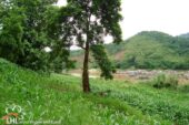 Ban Muengkan L57522 04