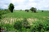 Chiang Saen Noi L57511 01