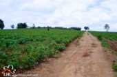 Tha Khao Pleuk 57512 01