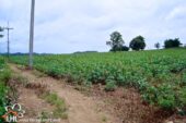 Tha Khao Pleuk 57512 03
