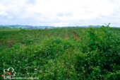 Tha Khao Pleuk 57512 08
