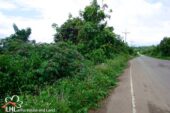 Tha Khao Pleuk 57512 11