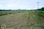 Mengrai 57515 02
