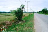 Mengrai 57515 11