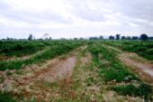 Thoeng L57518 08